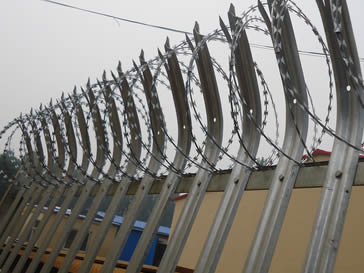Galvanised palisade fencing twined by razor wire.